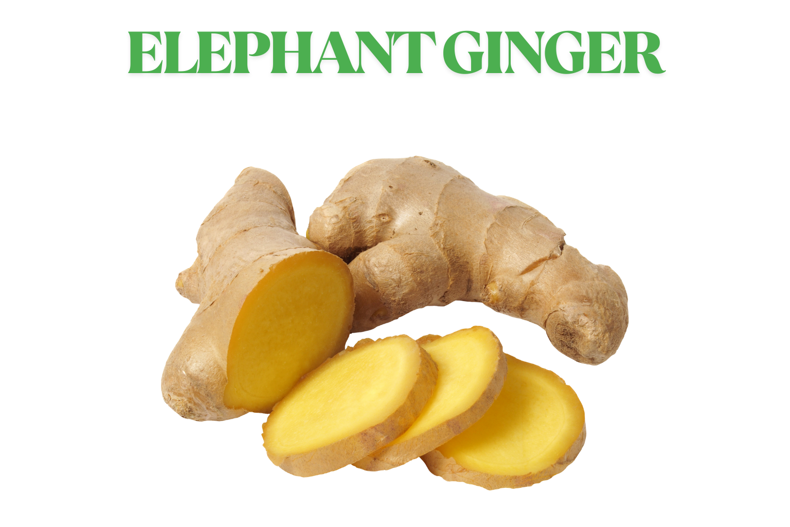 Elephant Ginger